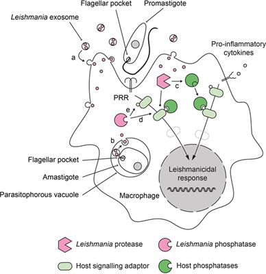 Function of Macrophage and Parasite Phosphatases in Leishmaniasis